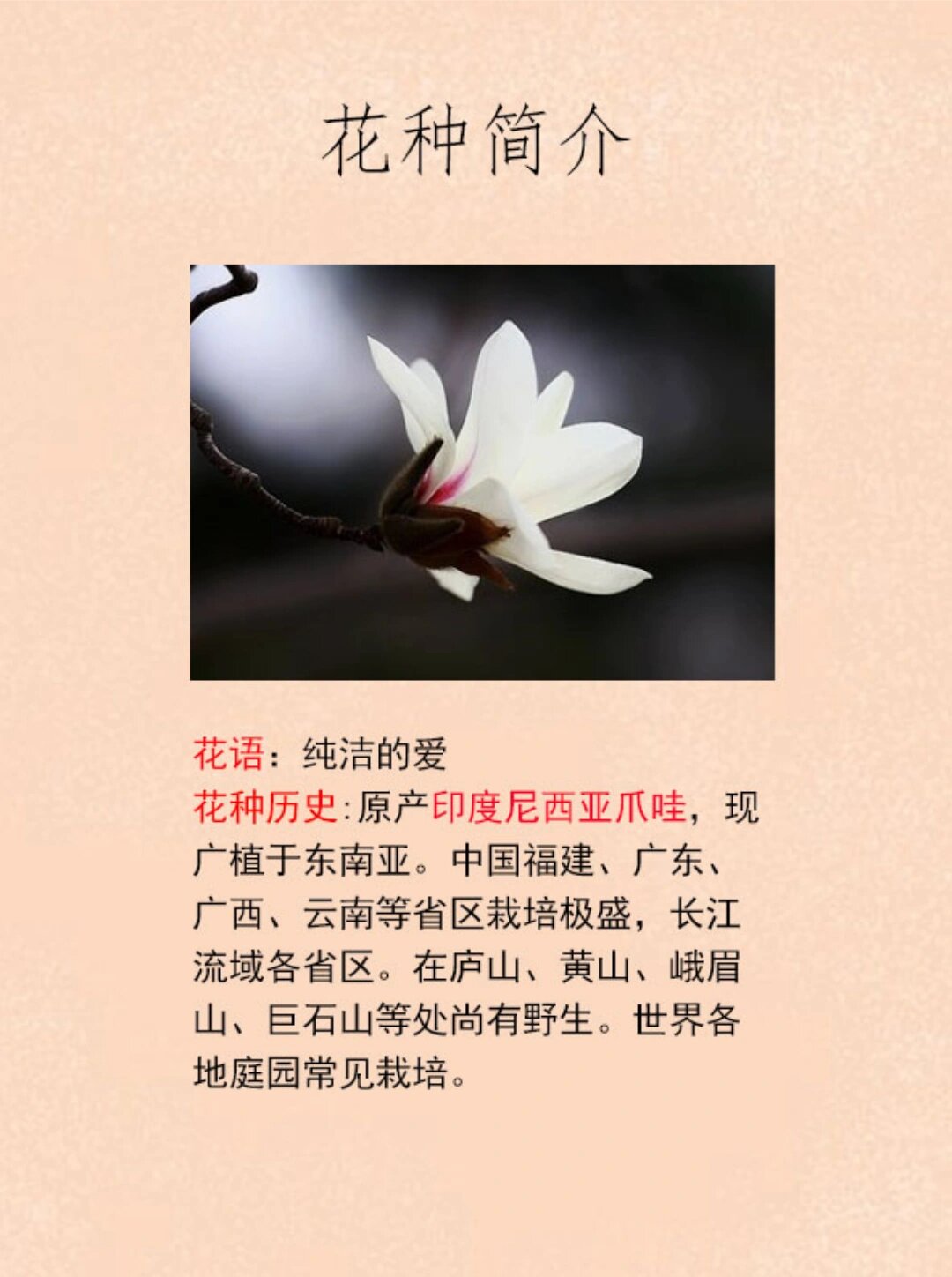 白玉兰图片 白玉兰的花语 纯洁 @兮熙老师的动态