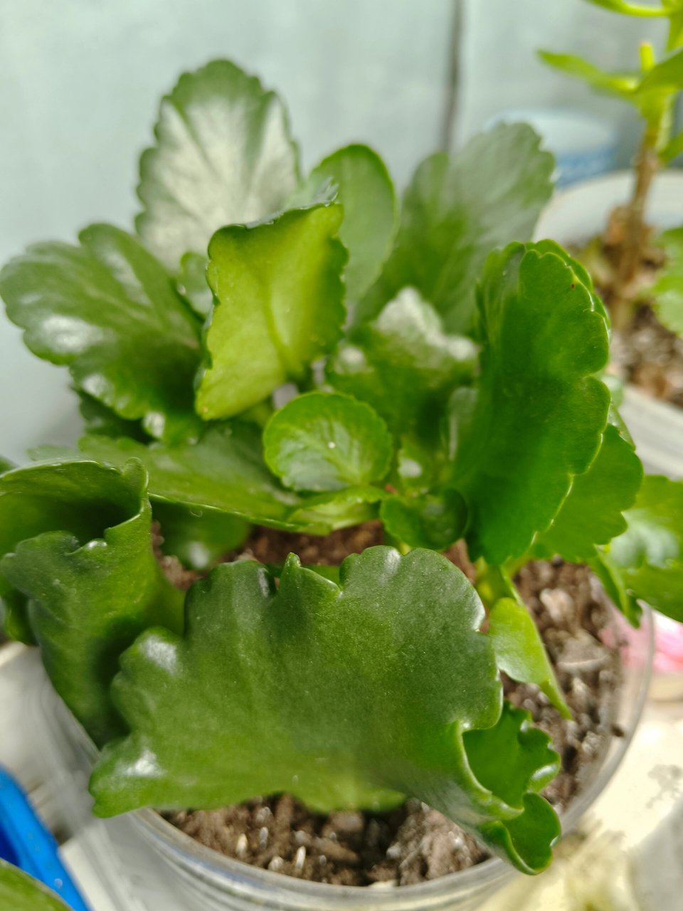 长寿花长白色的小腻虫怎么办  这些蚧壳虫真的很让我头疼,总是消灭不