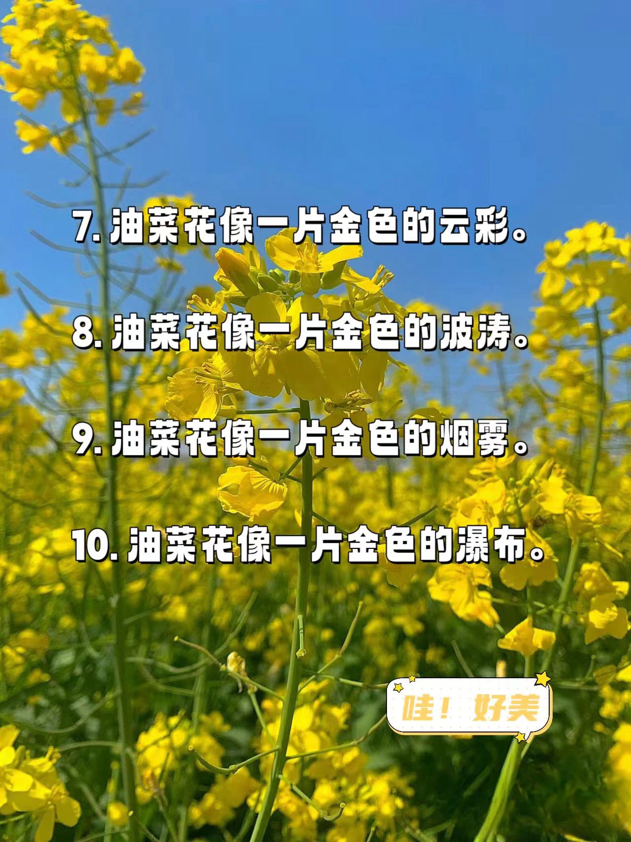 油菜花的特点简介图片