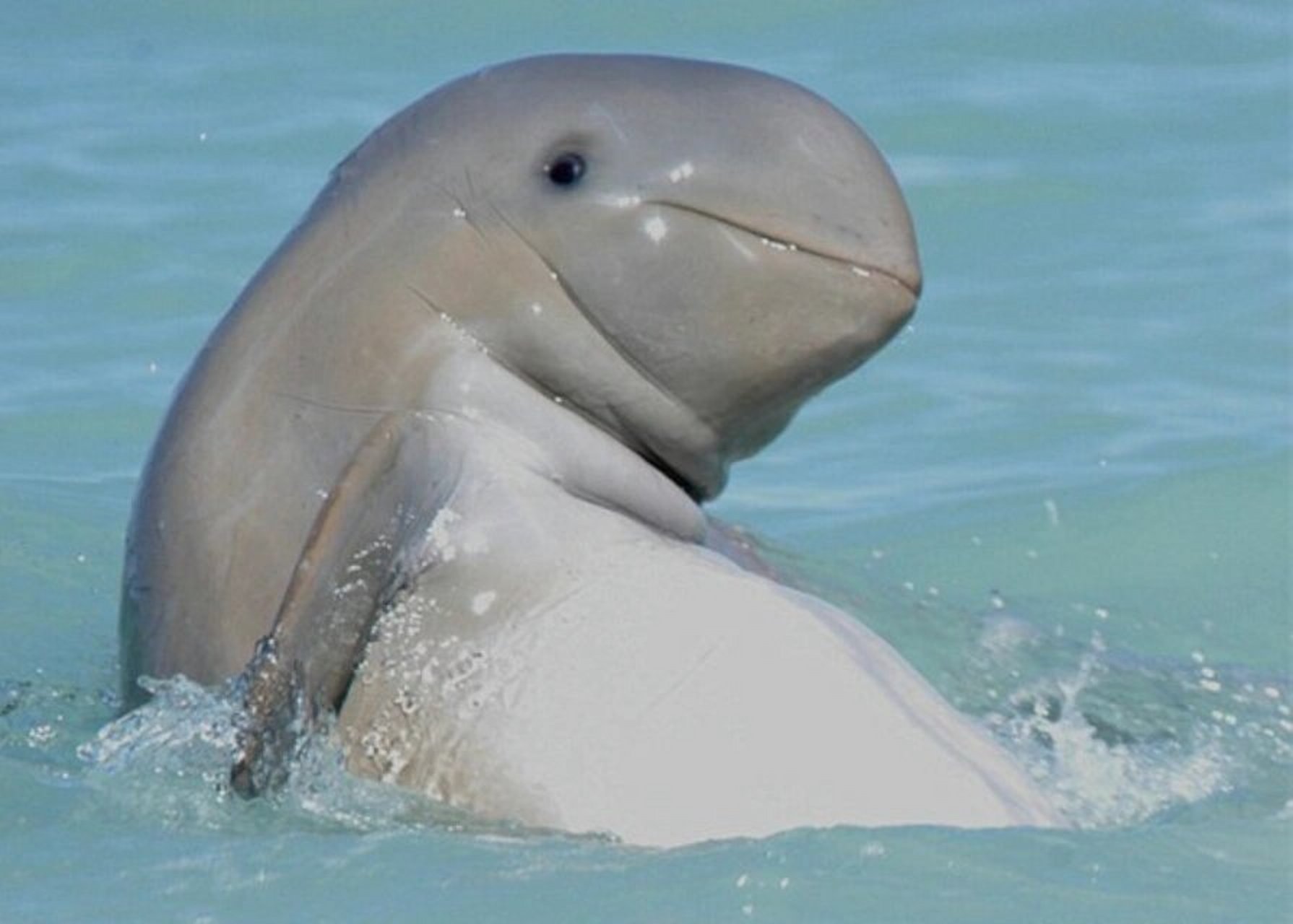 🌊今天我要给你们介绍一种非常有趣的动物——伊洛瓦底江豚!🐬  