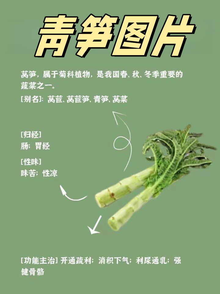 窝笋的种类介绍和图片图片