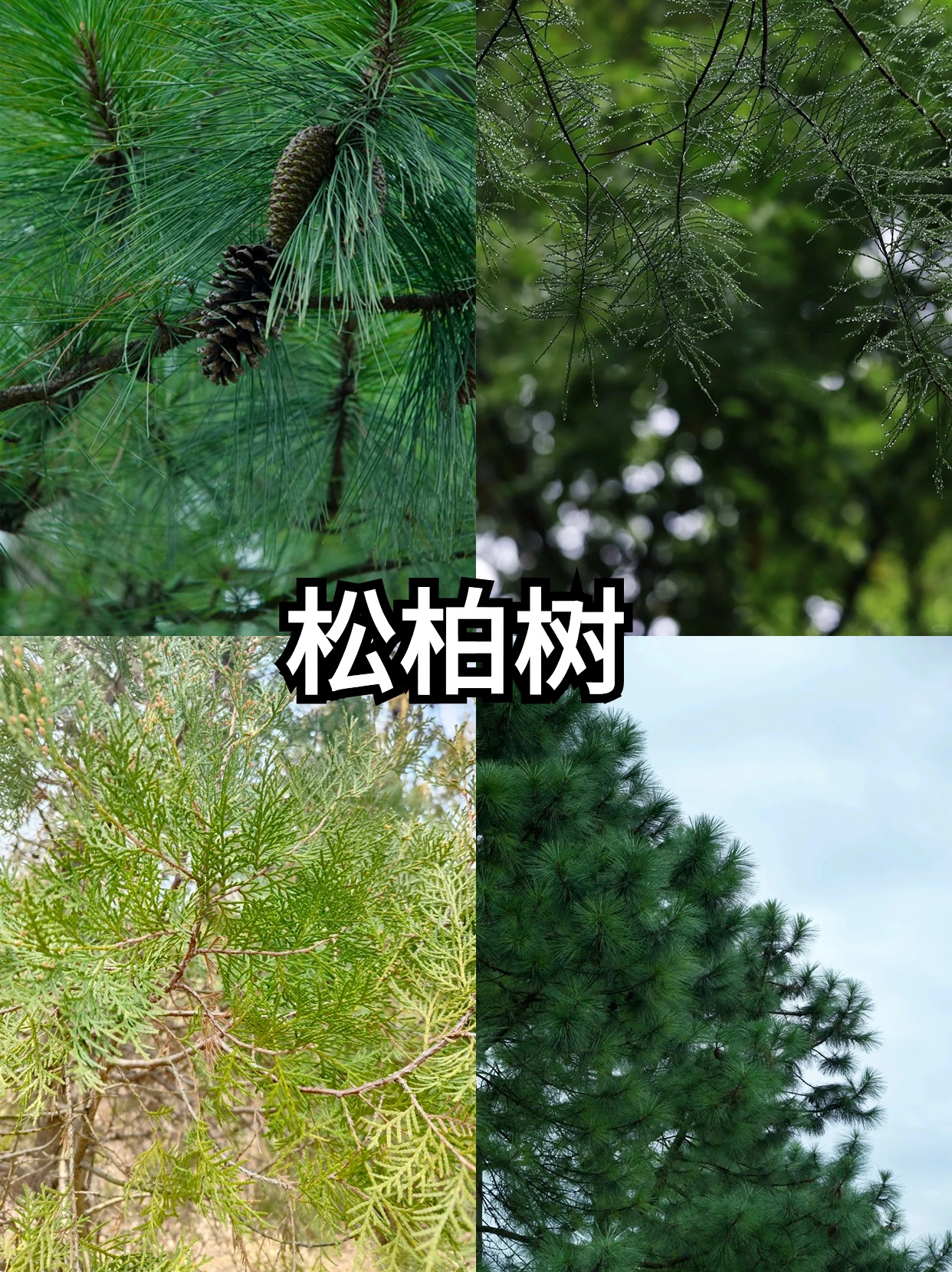 松柏树 今天我要给大家介绍一下松柏~ 松柏可不只是松树和柏树的统称