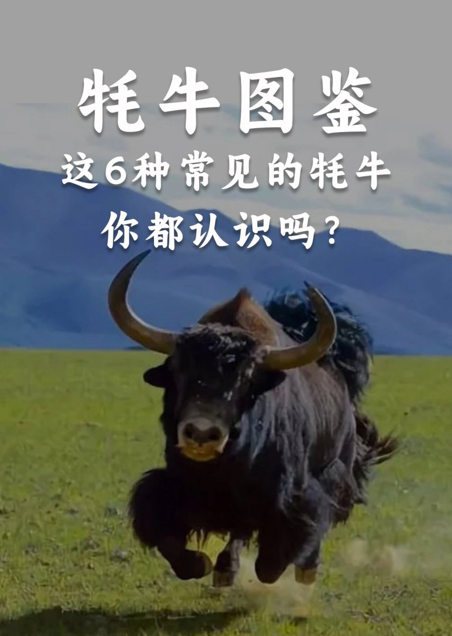 牦牛图片  我去青藏高原玩的时候发现,青藏高原地域辽阔,不同地方的