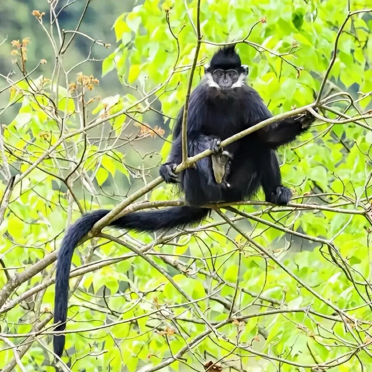 今天我要给你们介绍一种非常特别的可爱动物