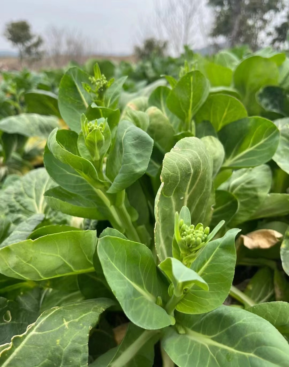 菜苔是什么菜长出来的图片