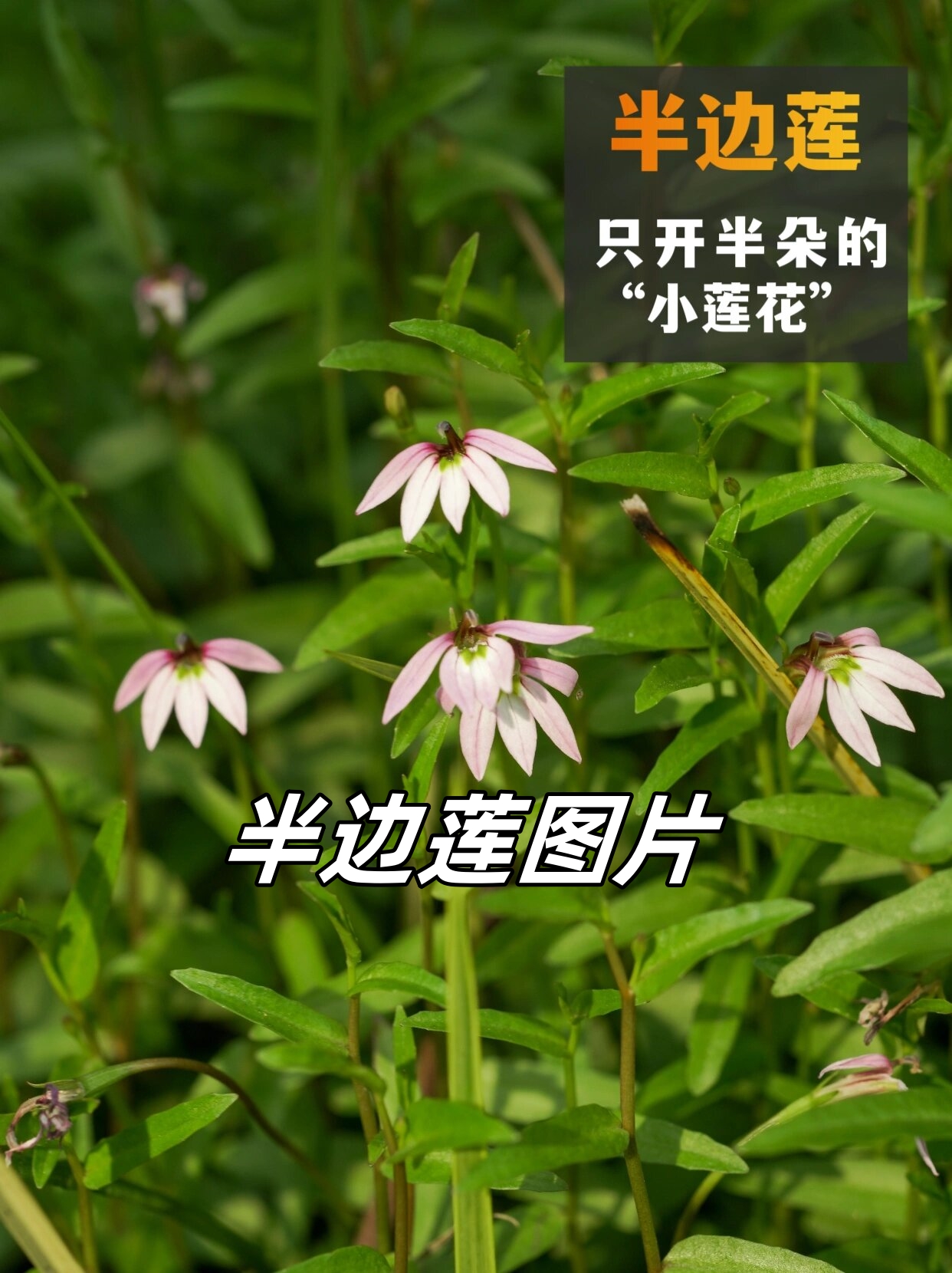 半边莲图片 98半边莲,一种美丽.@艾艾小记的动态