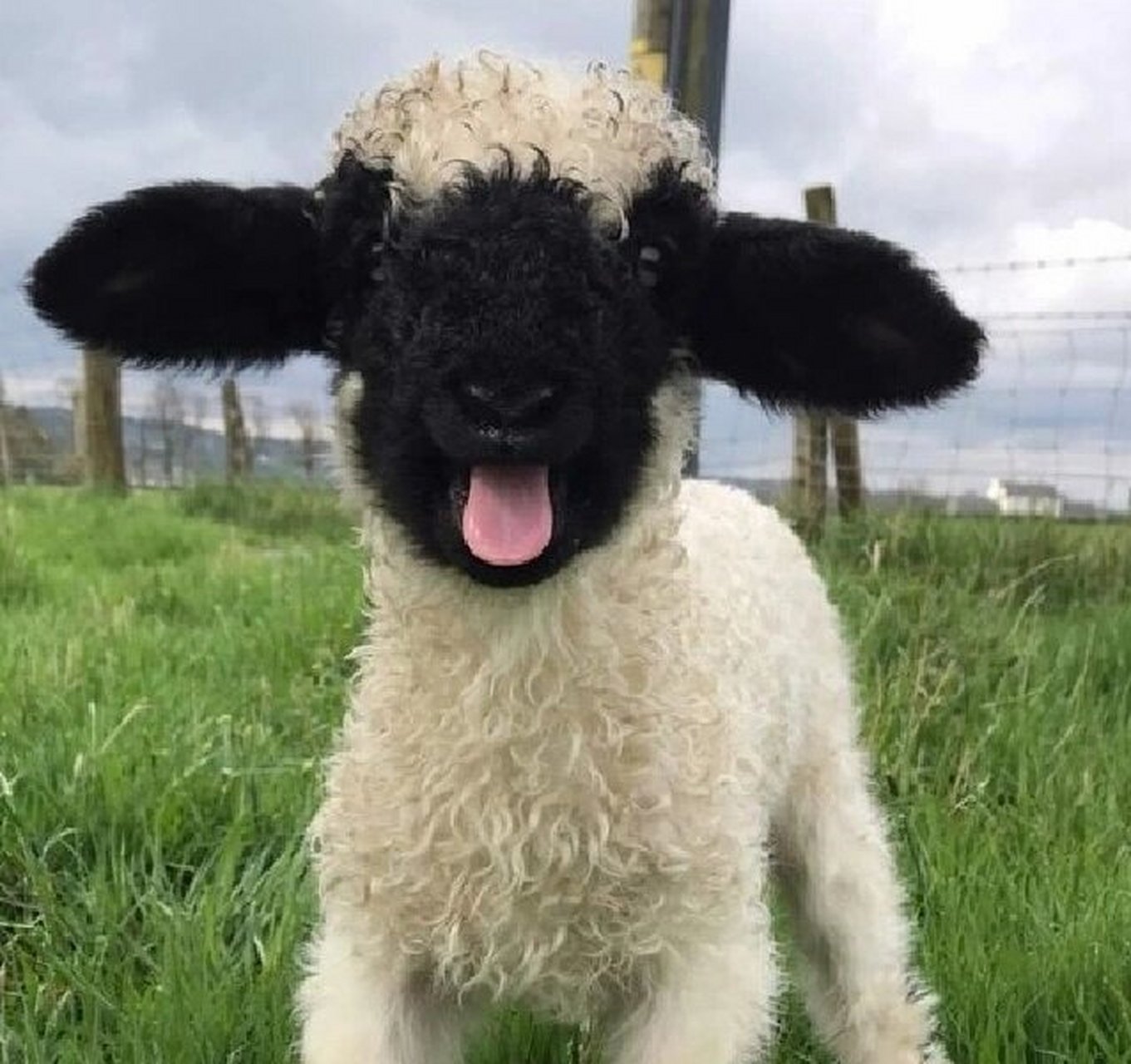 今天我要给你们介绍一种超级可爱的动物