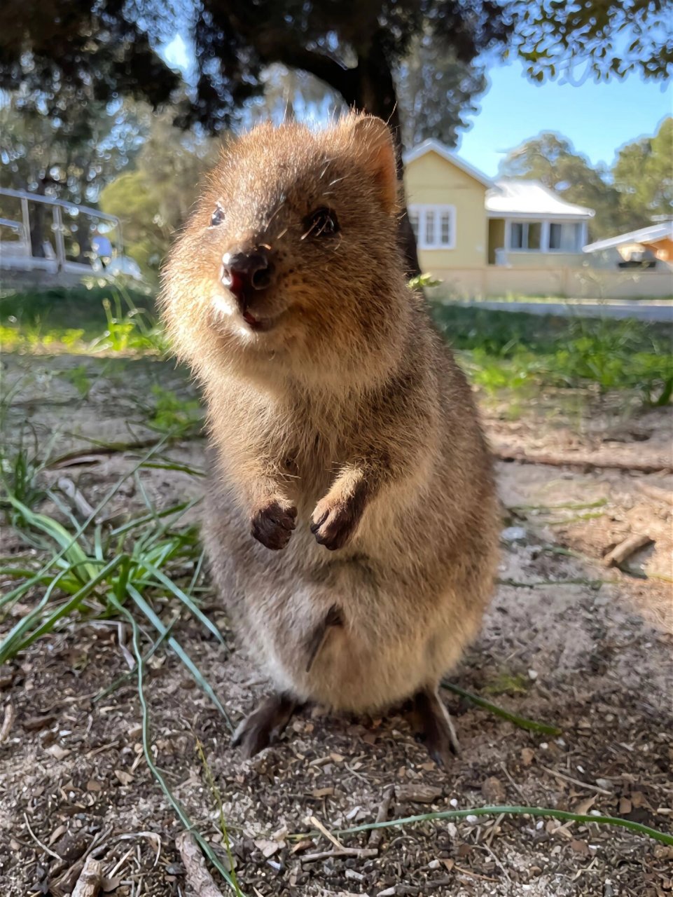 06  91中文名:短尾矮袋鼠 91别名:短尾灰沙袋鼠,短尾小袋鼠  第