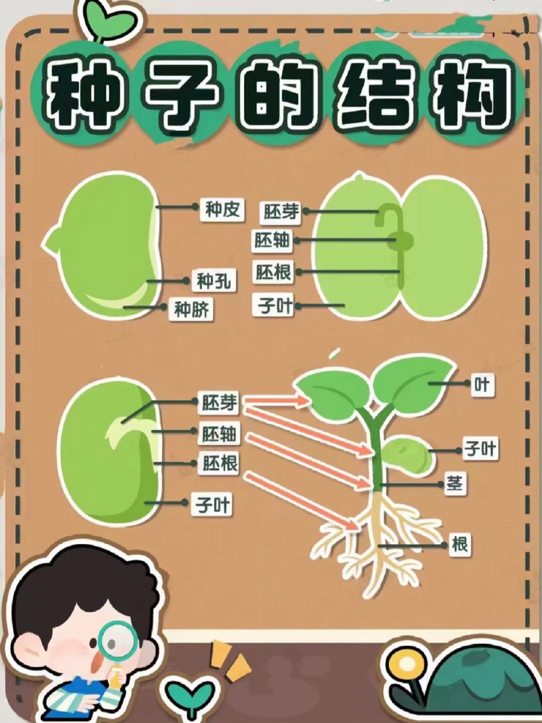 蒲公英种子示意图图片