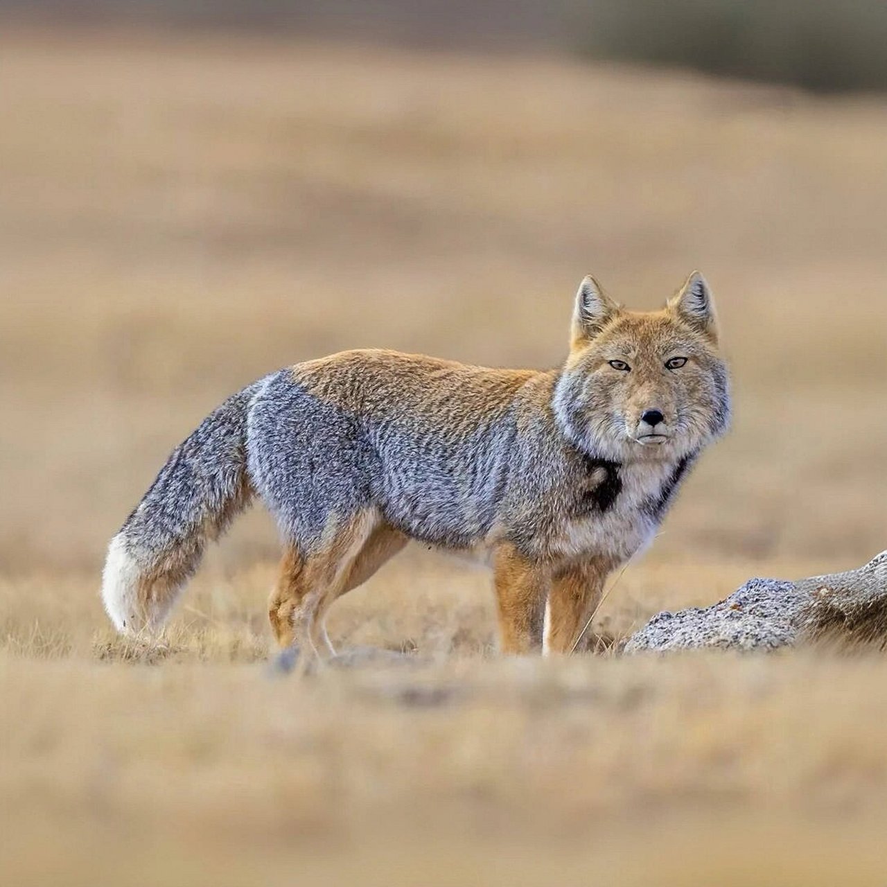 在高原上的神秘小可爱——藏狐!