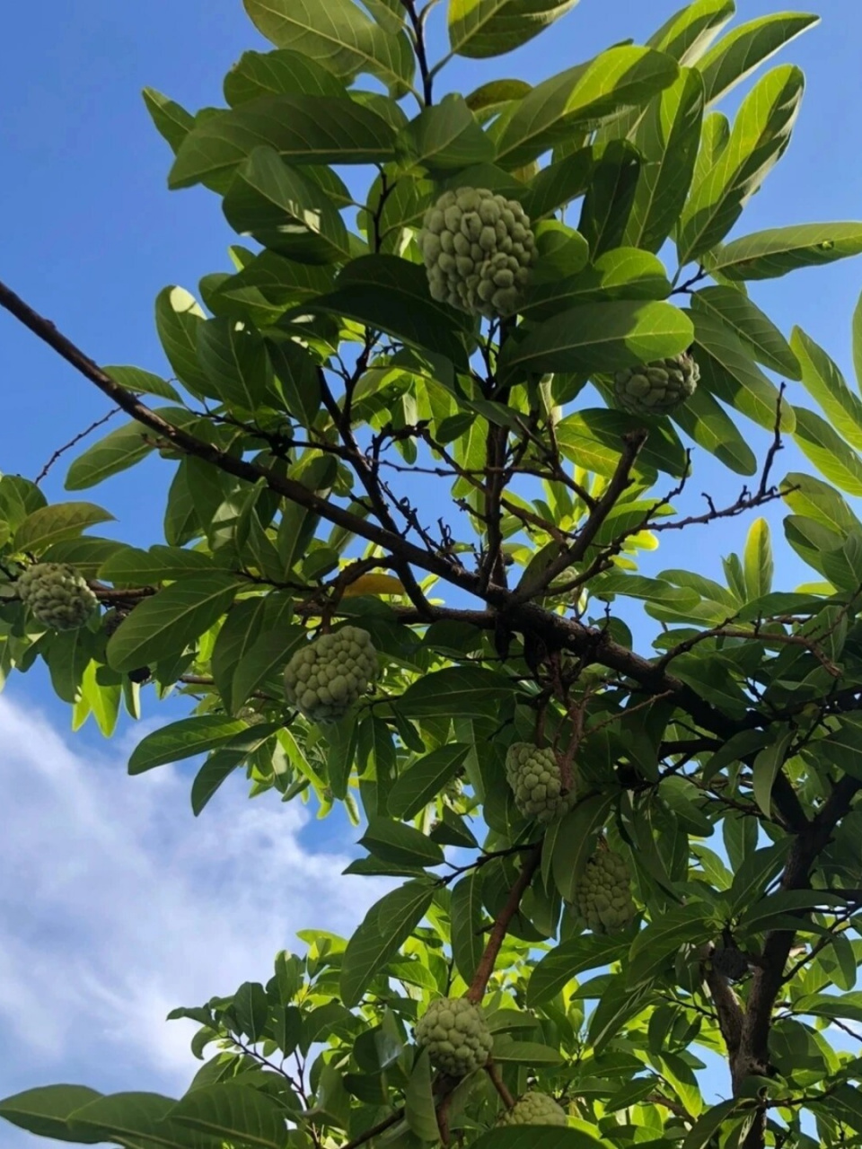 认识一种水果-释迦果  🌳番荔枝(annona squamosa l.