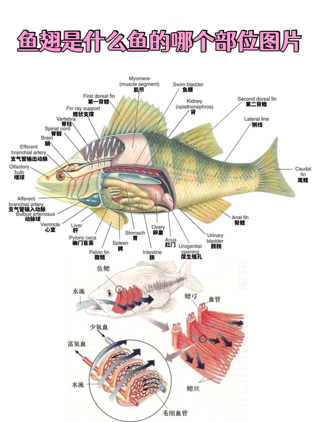 其实不然 虽然河豚的内脏和血液含有致命毒素