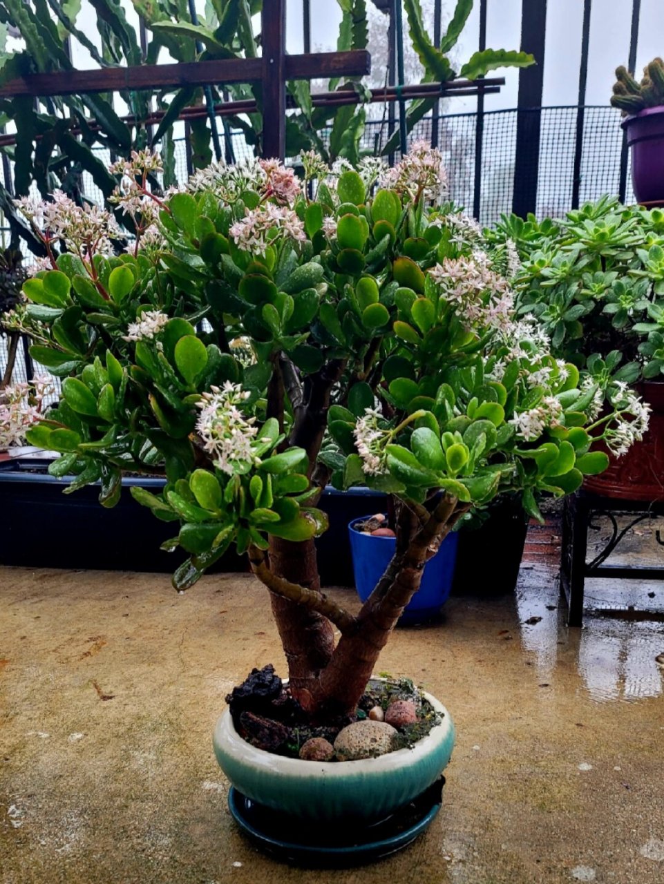 99 映入眼帘的是一盆造型别致的玉树盆景.