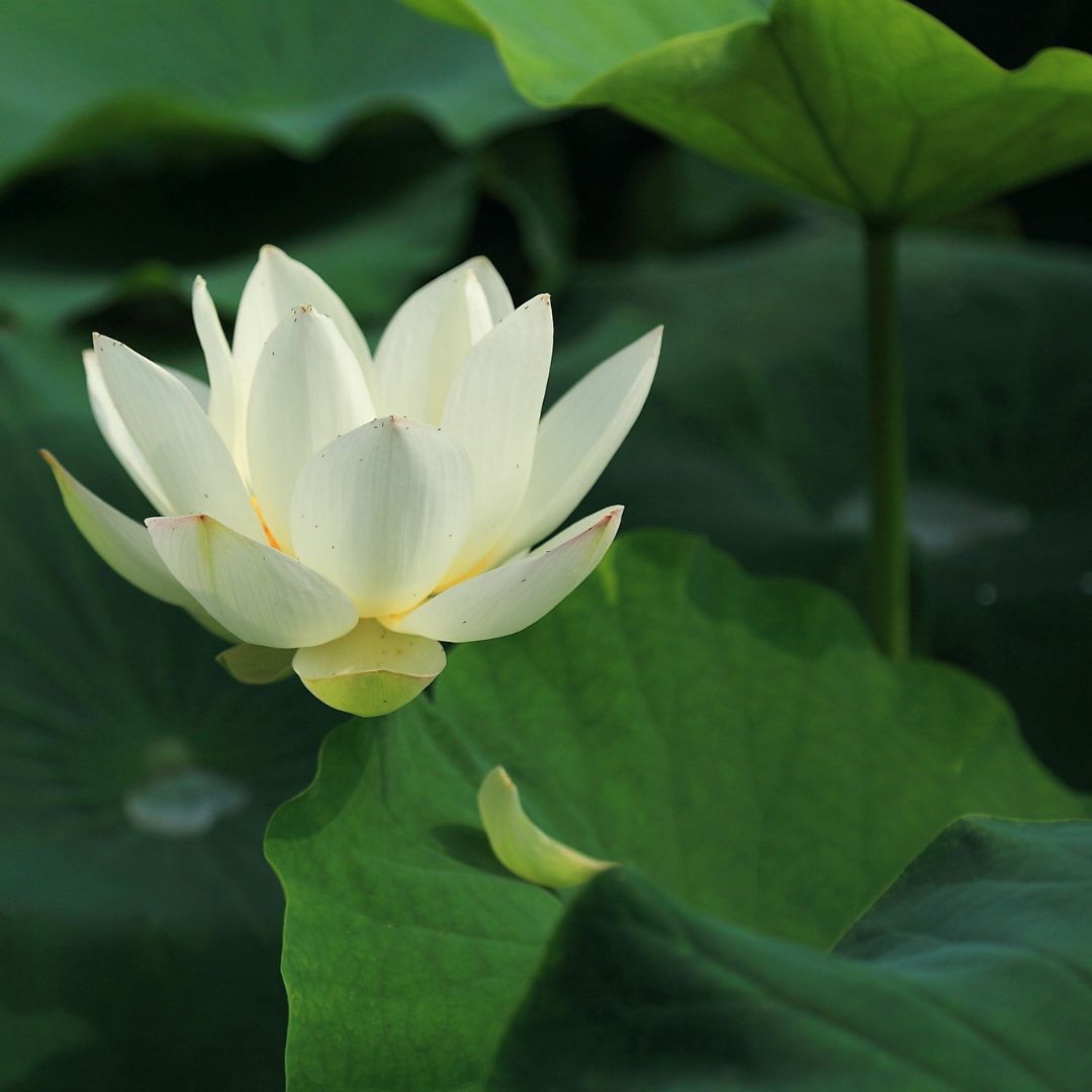 莲花佛头像 真实图片