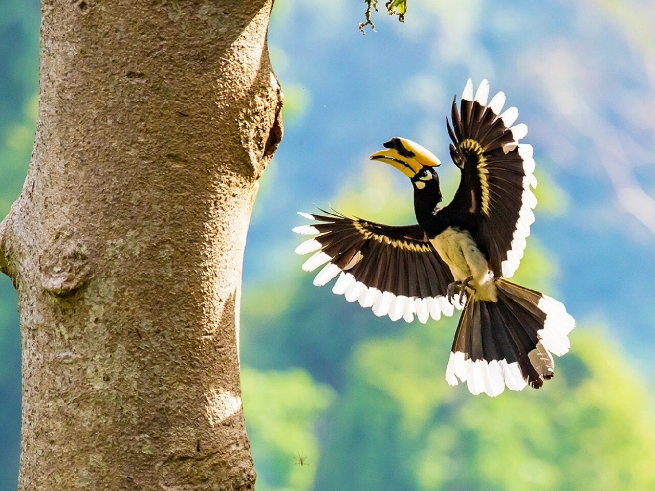 犀鸟可不是吃素的!