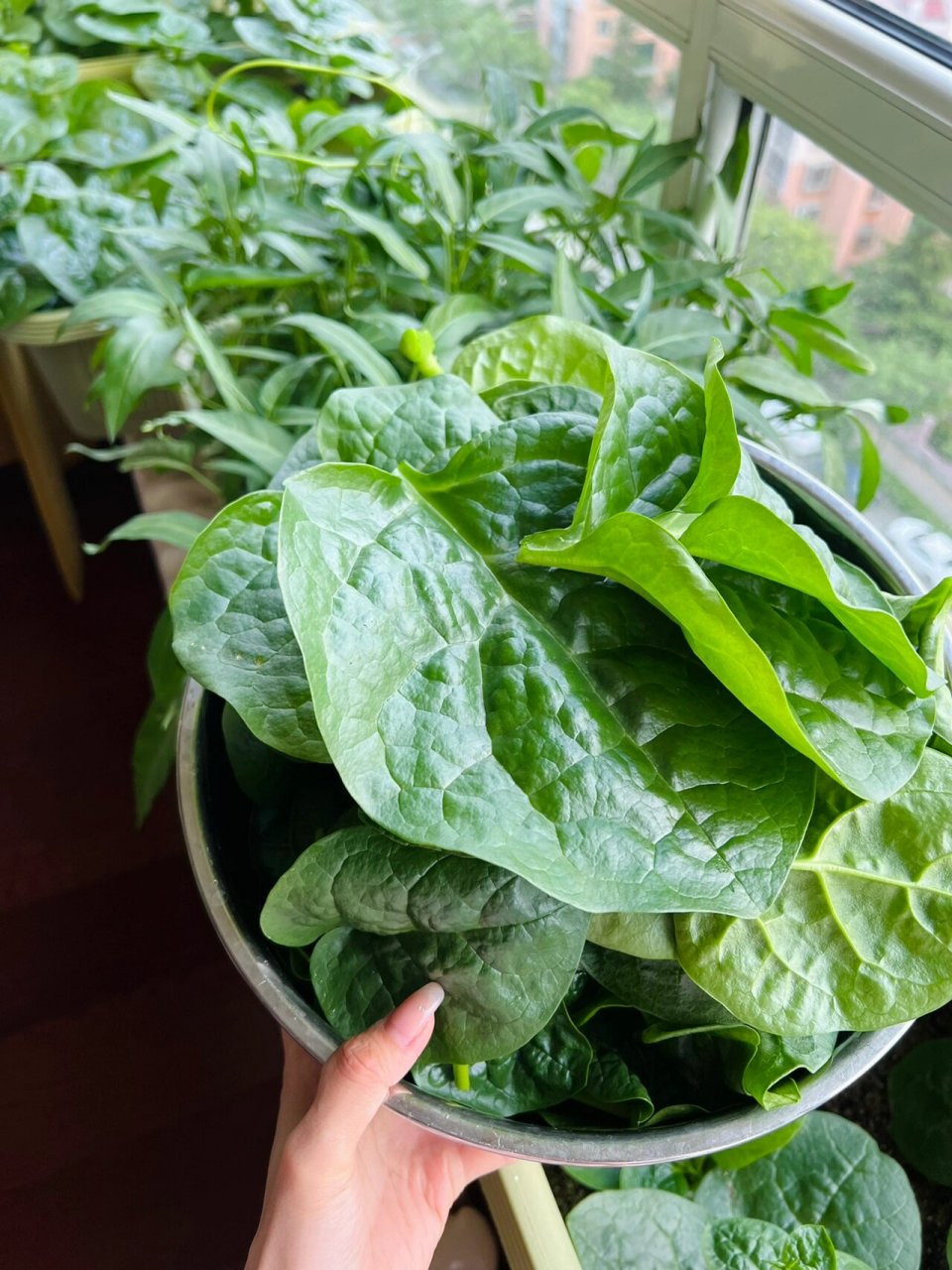 木耳菜图片  木耳菜,也被称为落葵,是菊科,菊三七属多年生高大草本