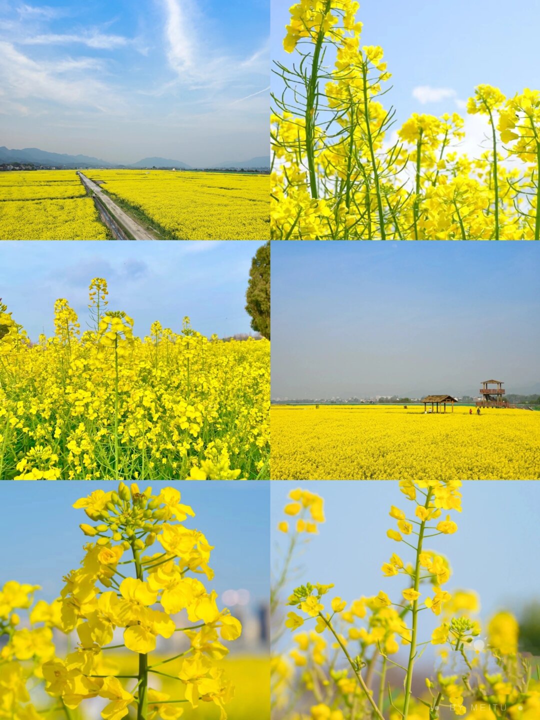 油菜花的特点特征图片