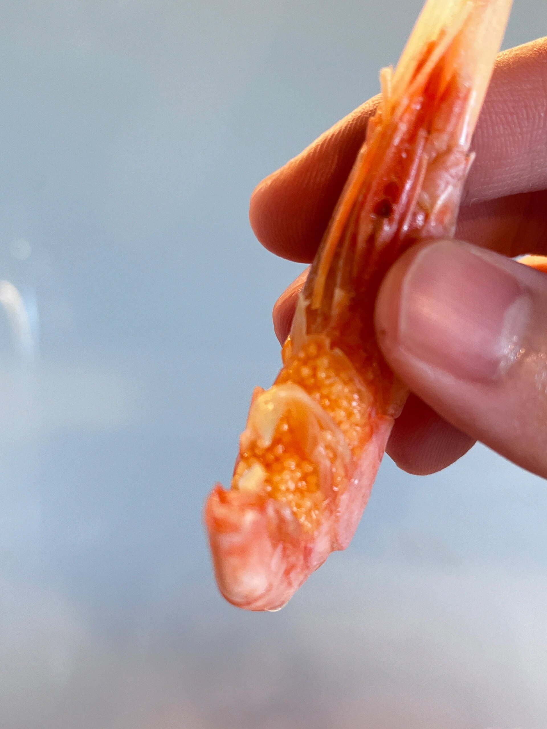 市售的北极冰虾本身就是煮熟的,解冻后就可以直接食用,如果想要进一步