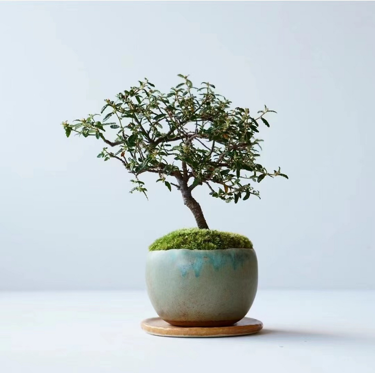 盆景树种类图片92  小型盆栽00| 9款中式禅意mini盆景93  100