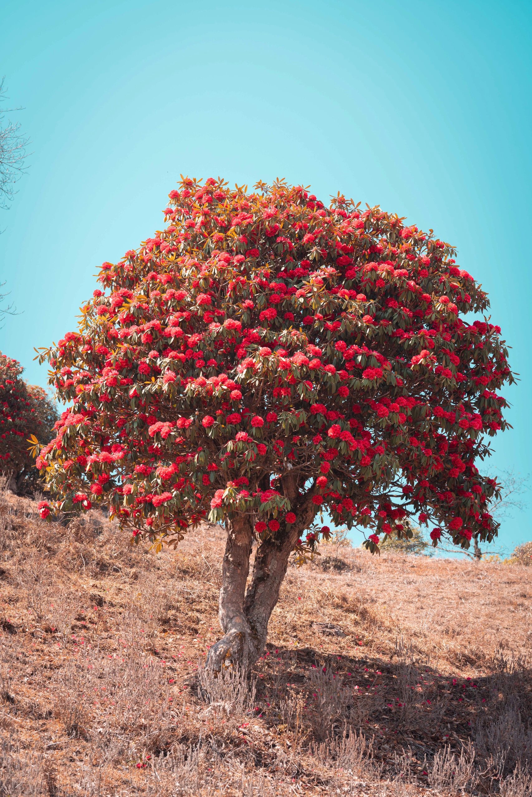 马缨花节图片