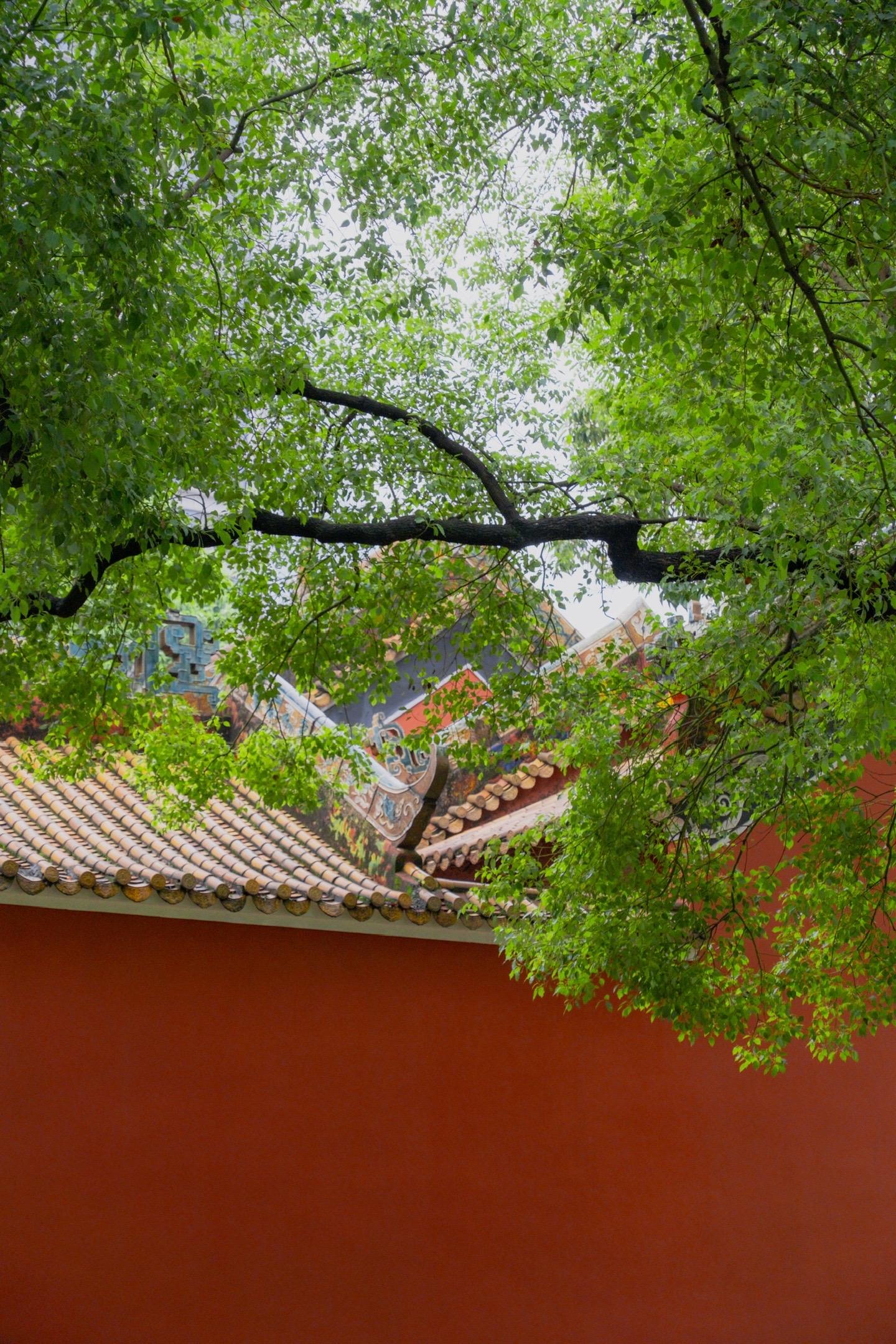 雨后的农讲所更是充满了春天 绿树红墙图片