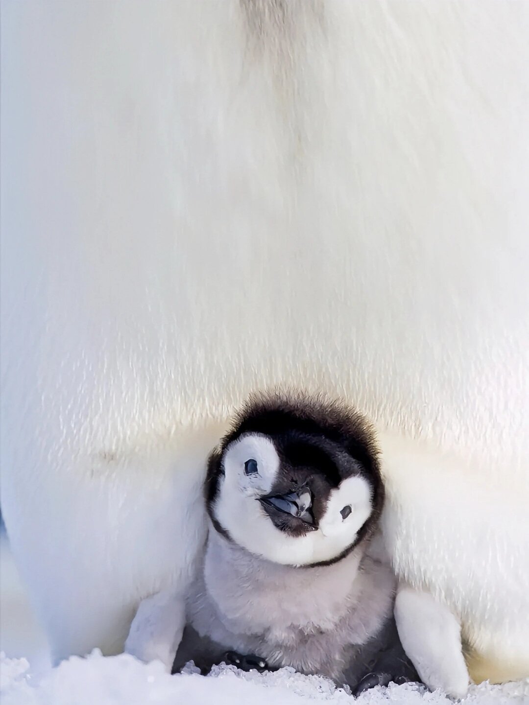 今天我要给你们分享一种生活在南极的可爱动物——帝企鹅!