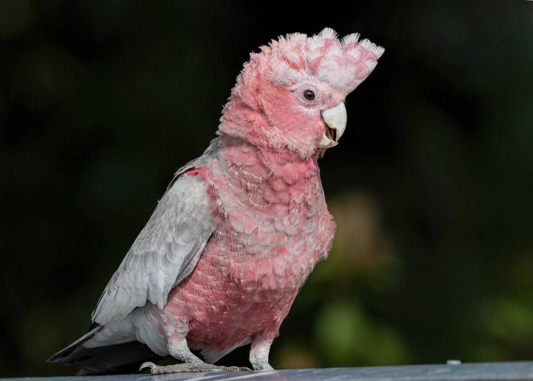 我是粉红凤头鹦鹉,是不是觉得我很可爱呢04?