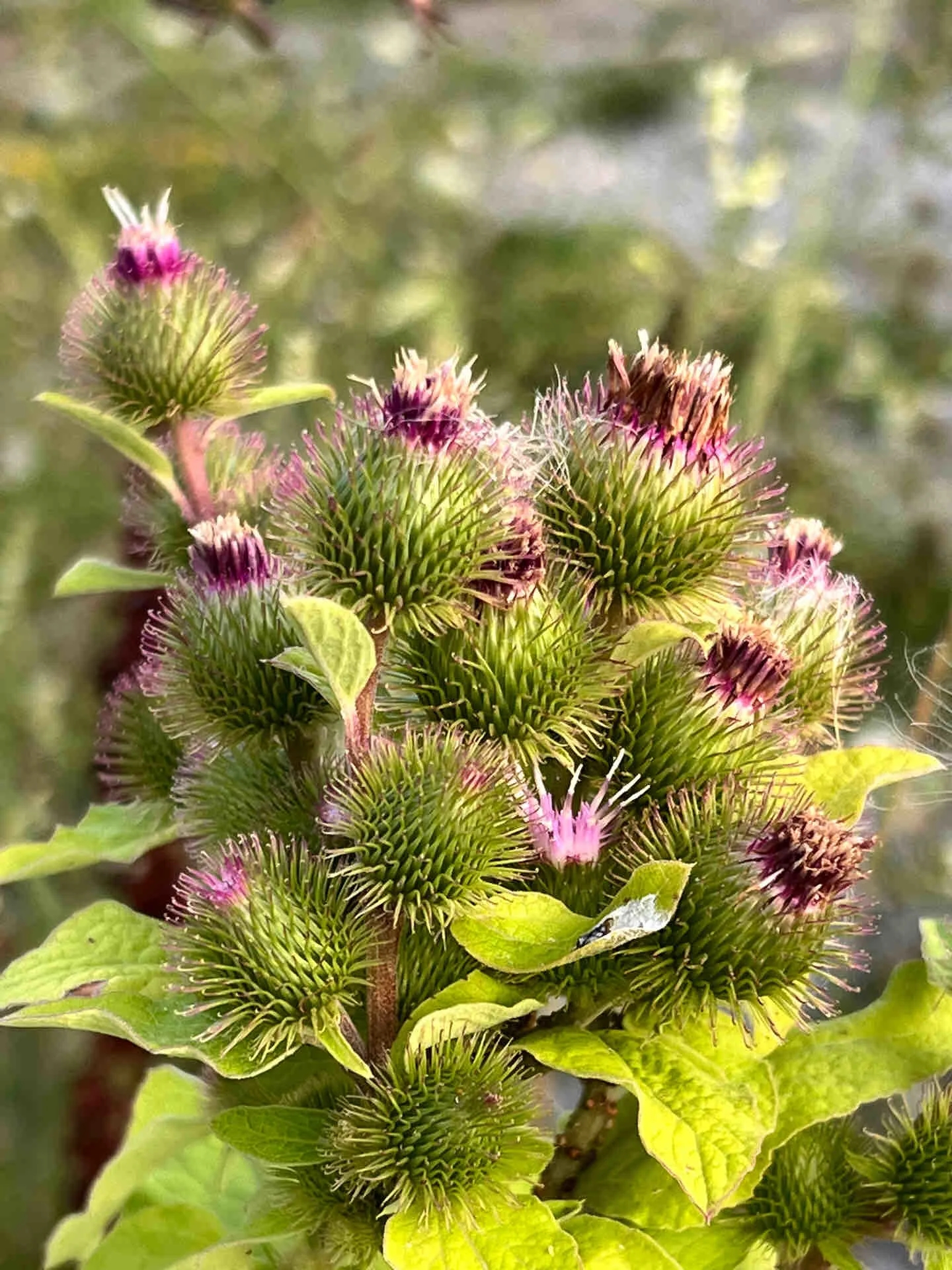 牛蒡图片 植株图片