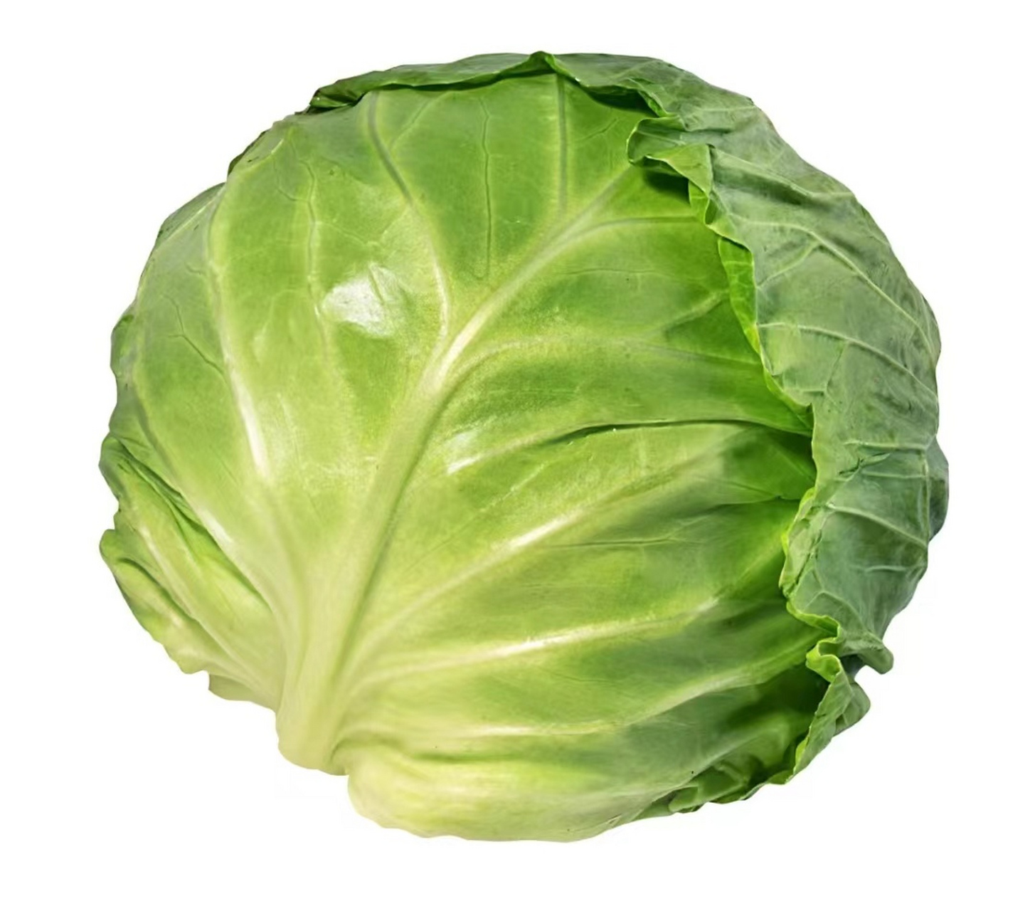 卷心菜和包菜的区别图片02  7915卷心菜和包菜有什么区别71