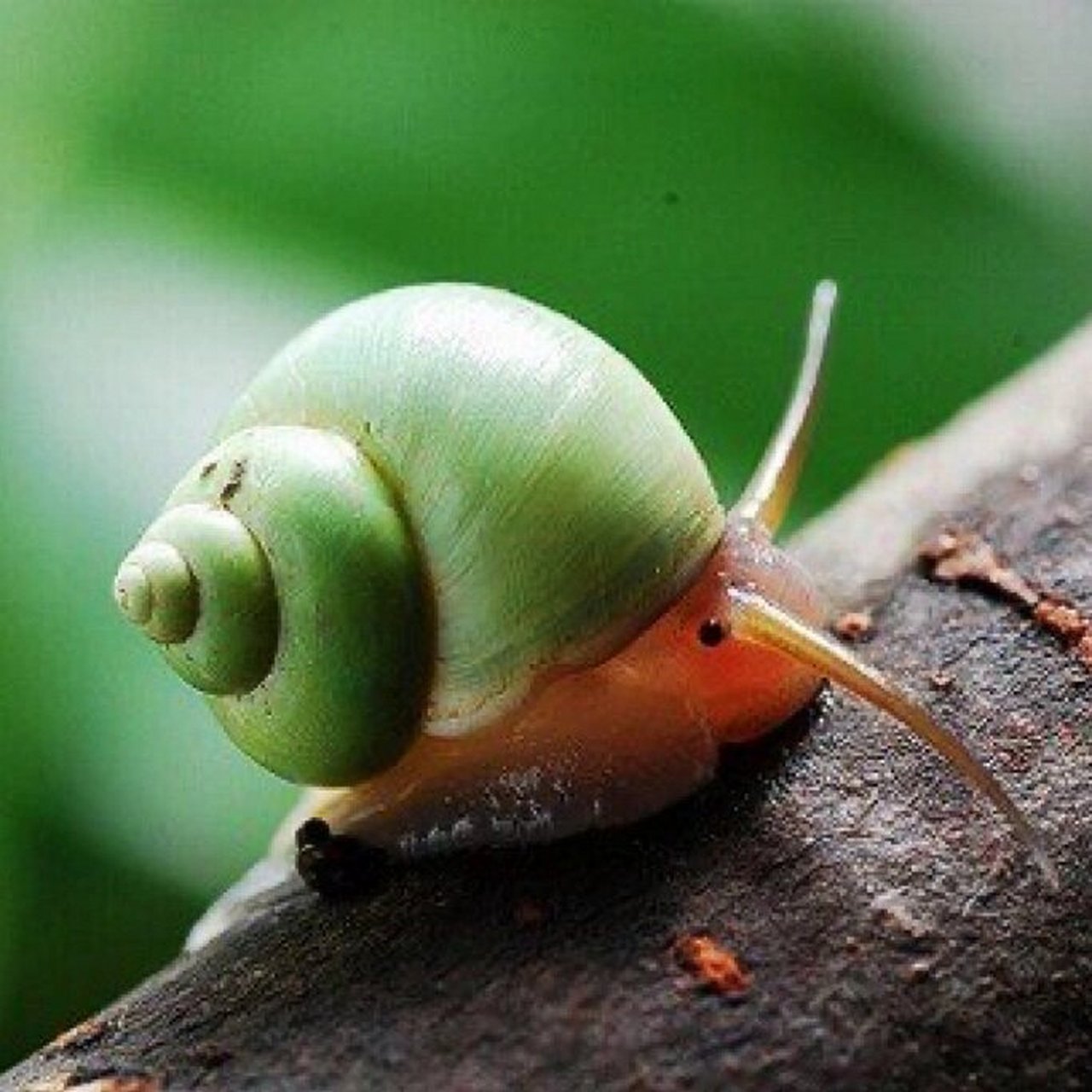 嘿,我是青山蜗牛🐌  生活在台湾的低海拔山区.