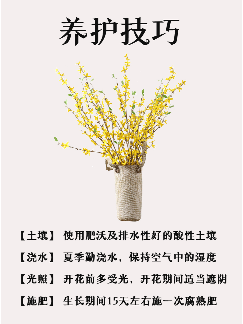 迎春花的特点  今天我要给你们介绍一种充满爱意的花——迎春花!