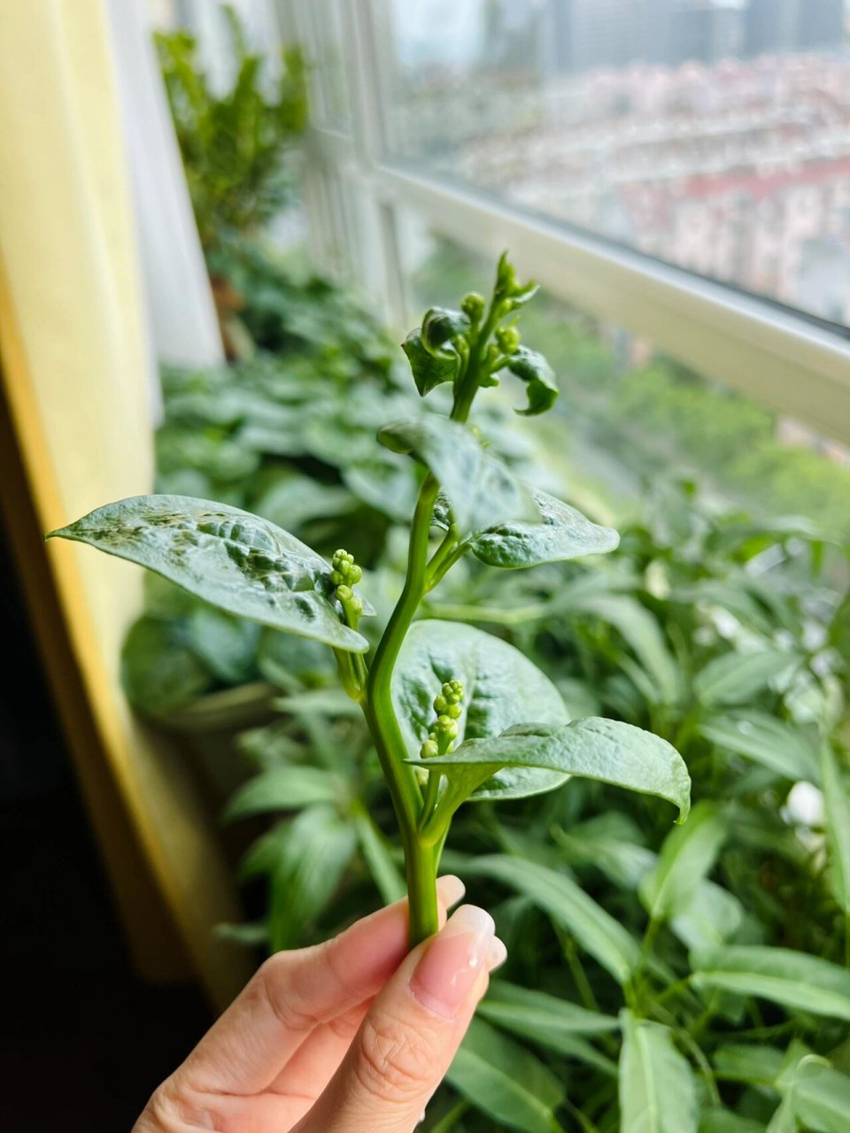 木耳菜图片  木耳菜,也被称为落葵,是菊科,菊三七属多年生高大草本
