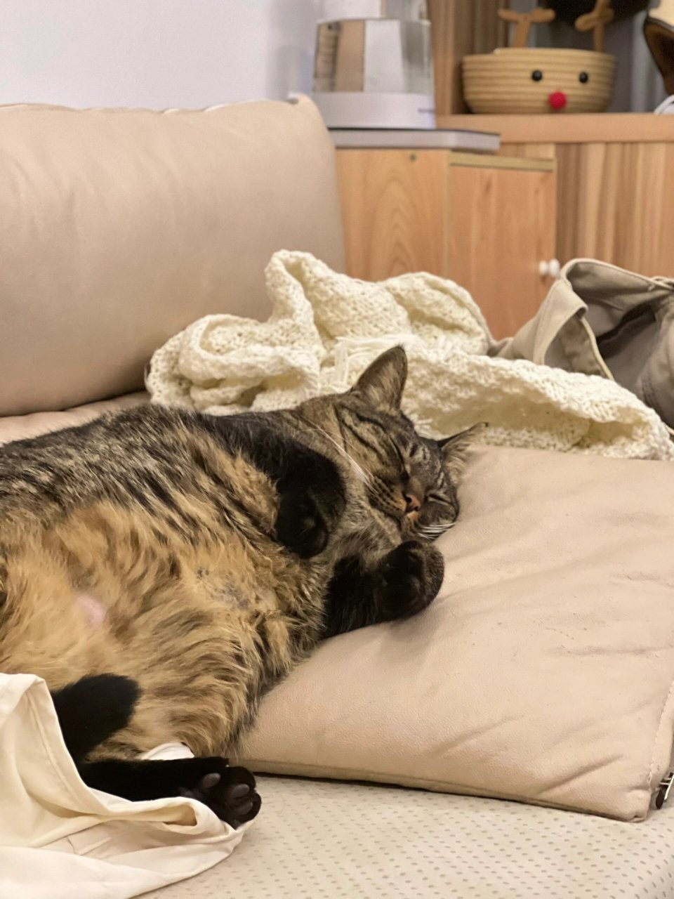 小懒猫的慵懒一天  这只小懒猫03,整天就知道睡觉08,怎么叫都叫不