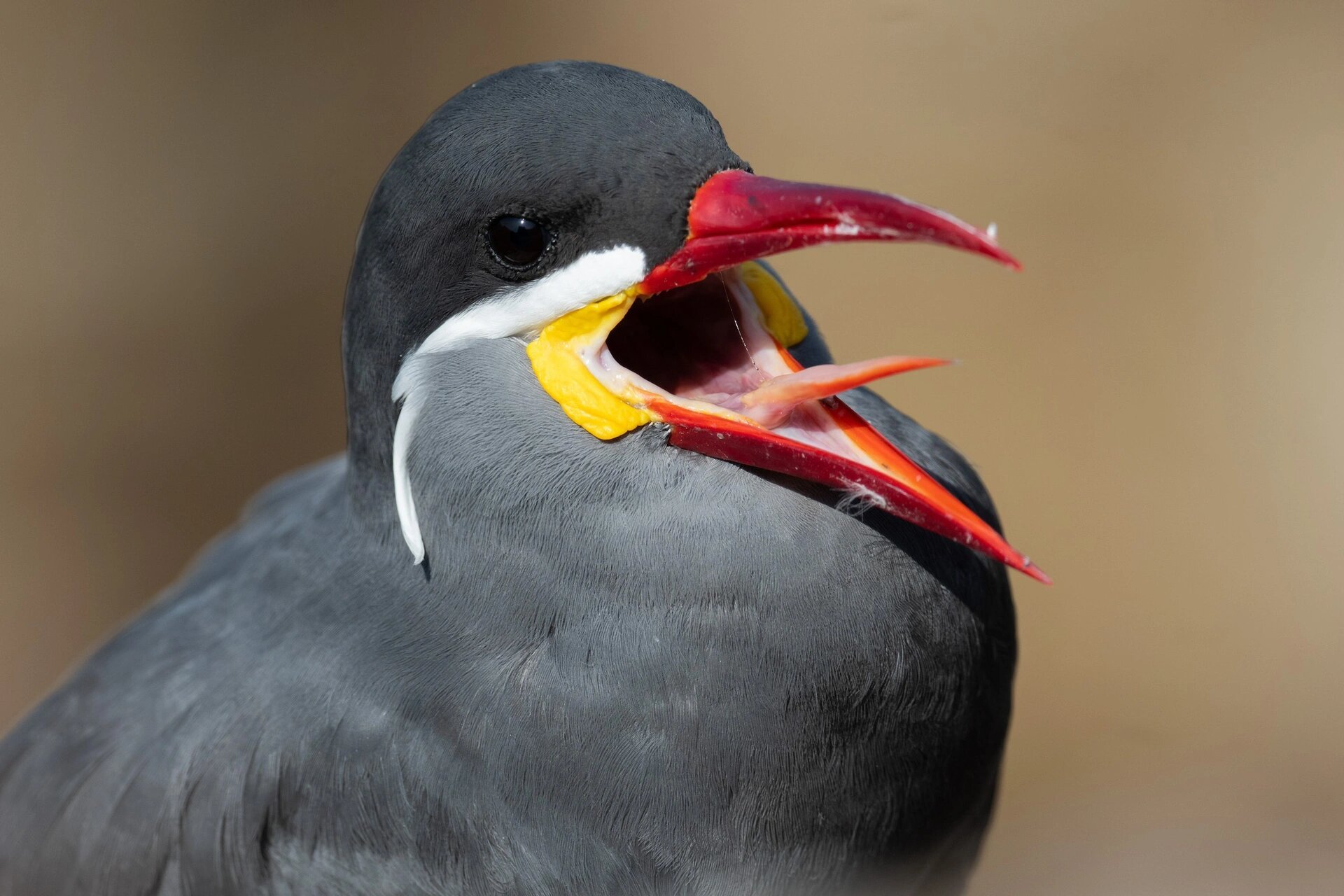 今天我要给你们介绍一种超级特别的鸟类——印加燕鸥06!