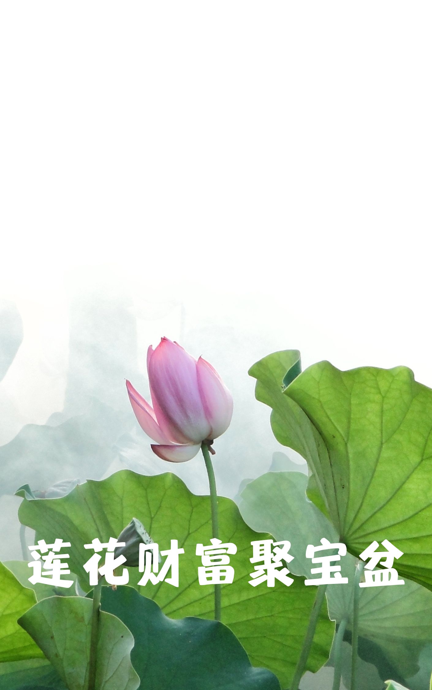 男人转运发财微信名字莲花  莲花财富聚宝盆  莲花福运连绵来  莲花