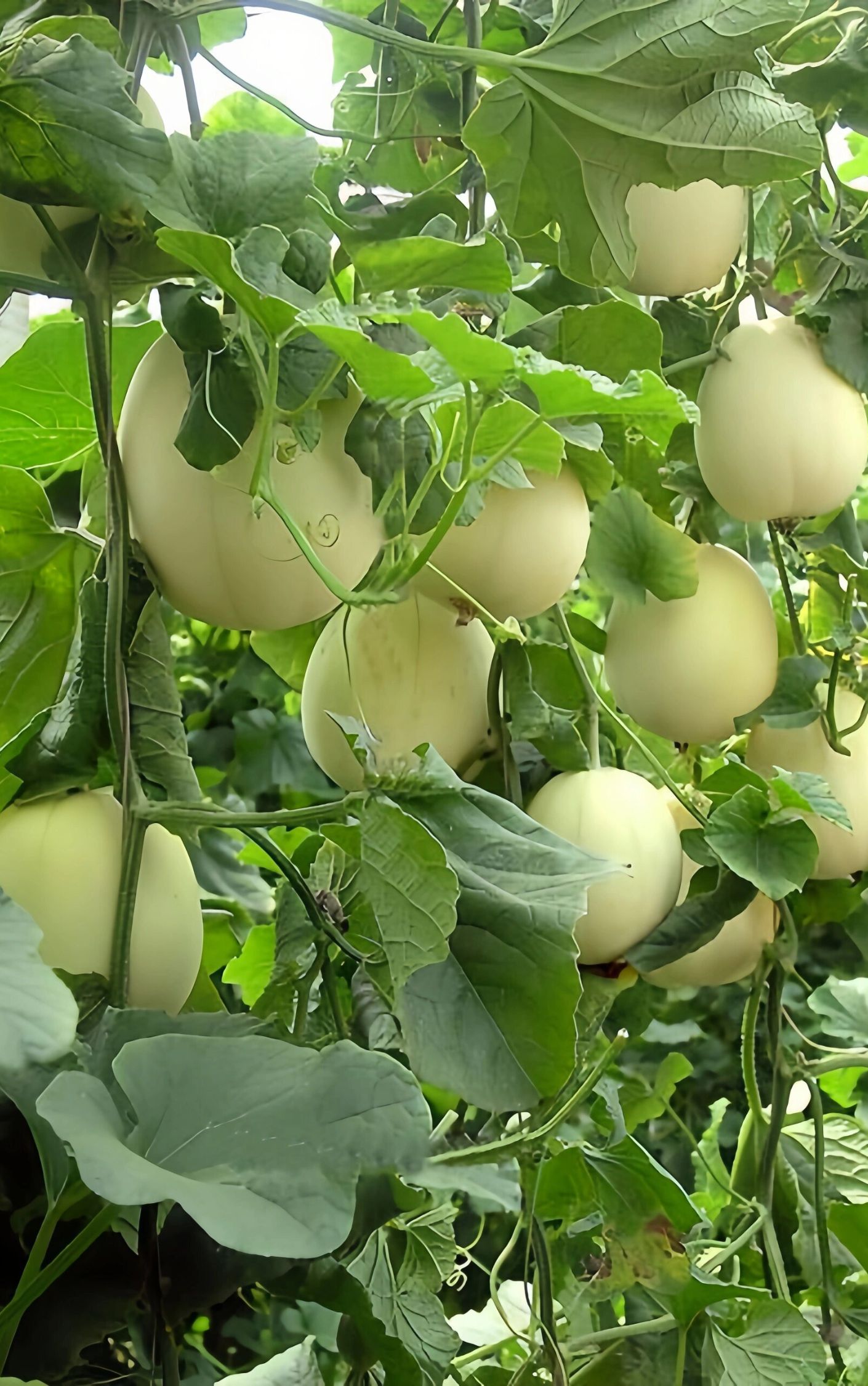 香瓜图片