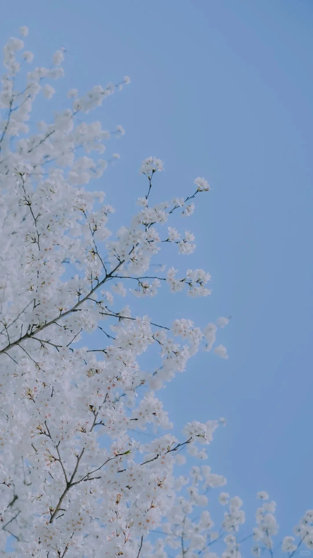 今日份壁纸来啦~~~  审美积累| 绿色,温柔猛兽  infp 对绿色情有独钟