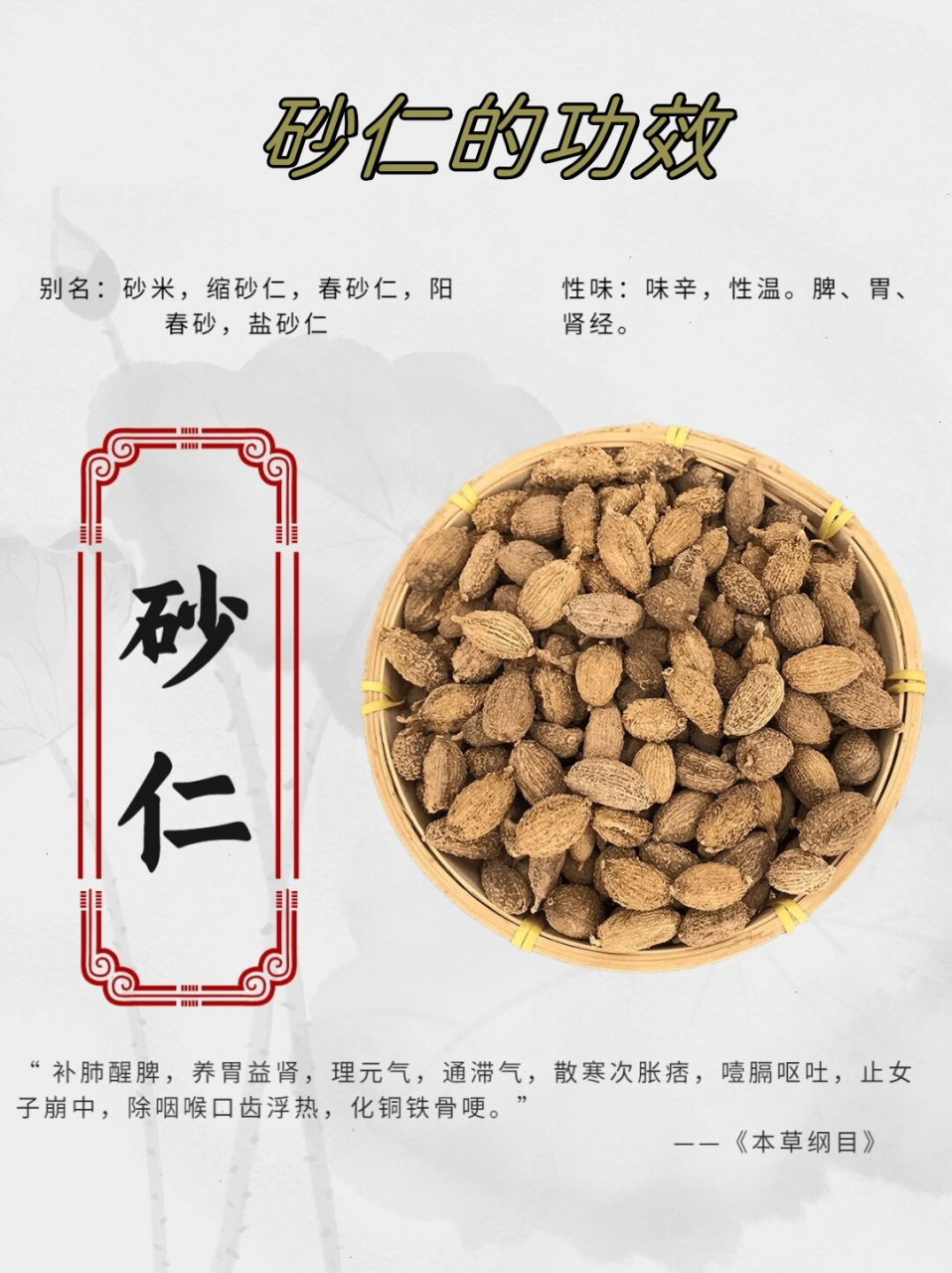 砂仁性味图片