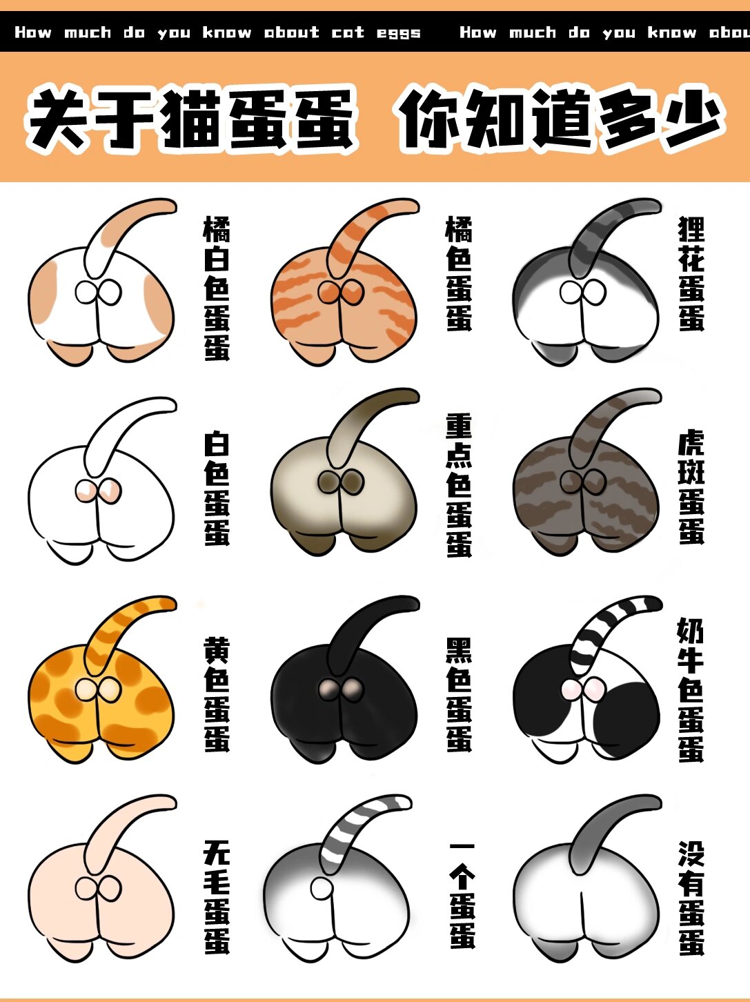 分享一些关于猫蛋蛋的知识98,希.@纸毛说宠物的动态