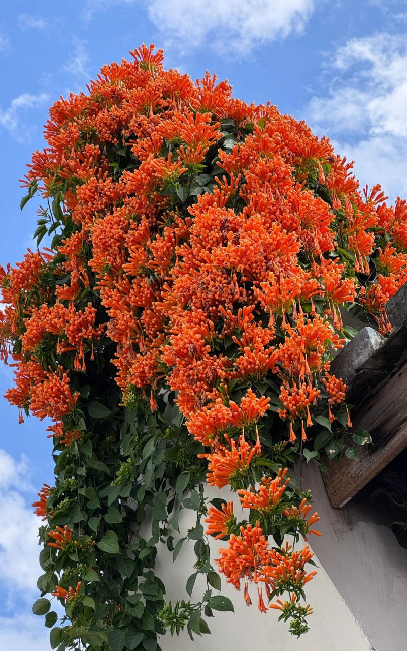 凌霄花图片  凌霄花,别名炮仗花,是紫葳科凌霄属的一种攀援藤本植物.