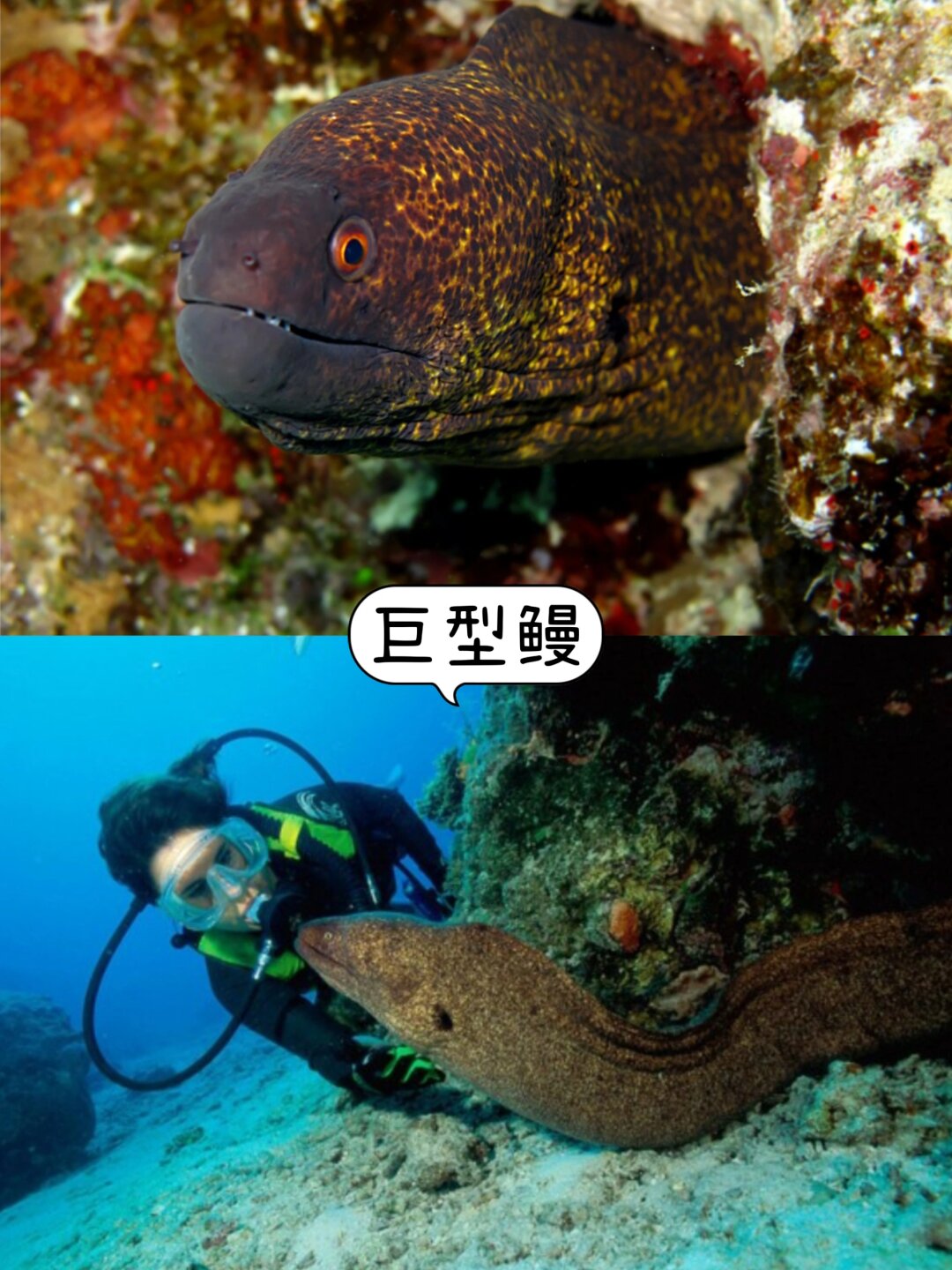 鱼翅是什么鱼的哪个部位图片 .@小彤生活记的动态