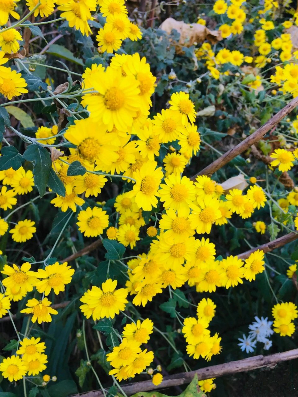 😄  每年 10 月份,野菊花开始绽放,11 月份开得正盛,一直到下雪时