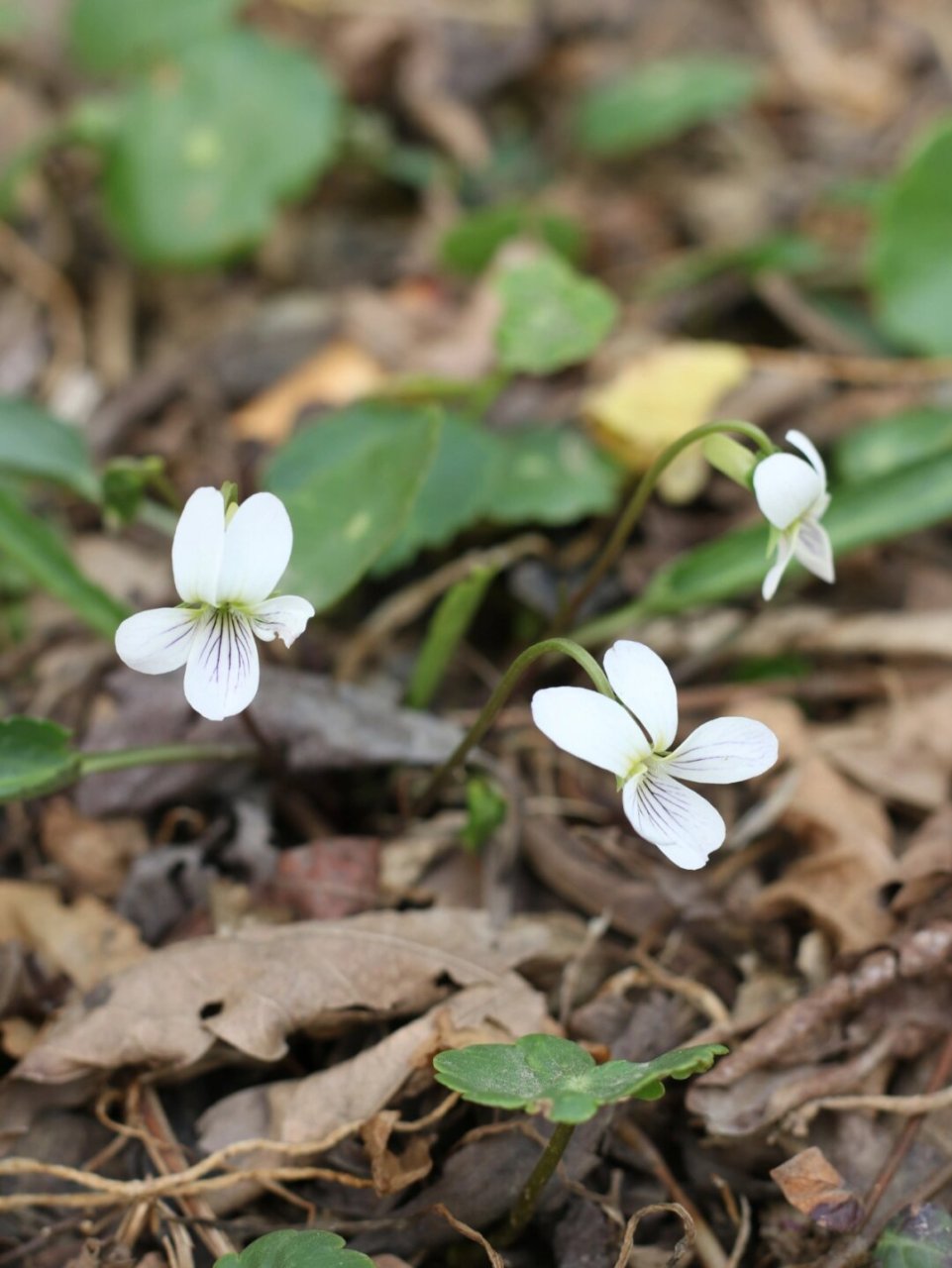 白花地丁花期图片