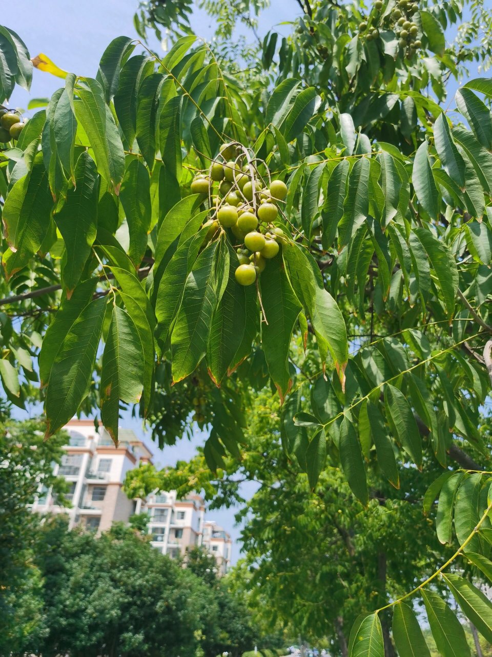 菩提树果实图片及价格图片