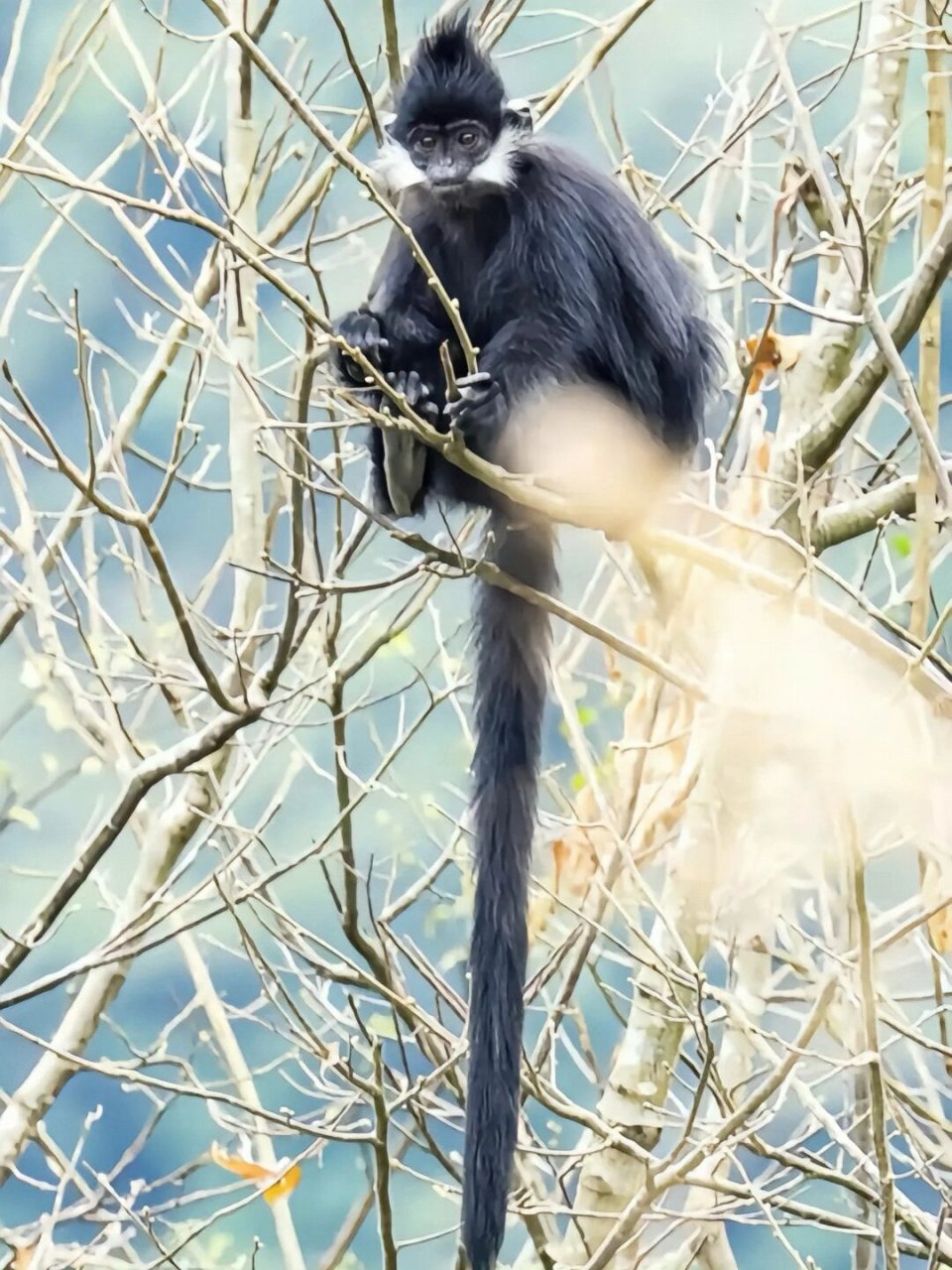 黑尾叶猴图片