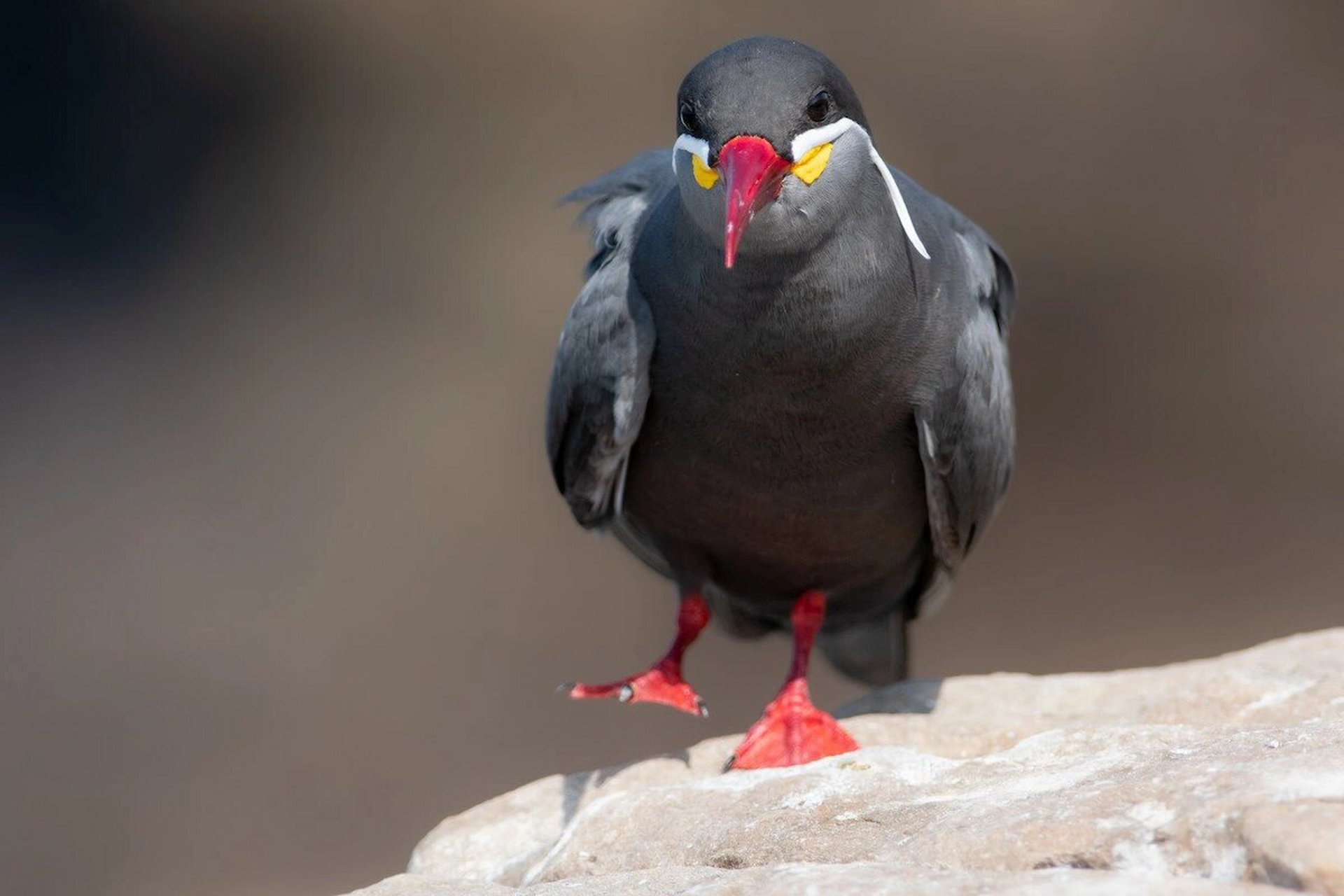 今天我要给你们介绍一种超级特别的鸟类——印加燕鸥06!