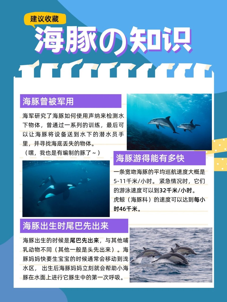 蓝色的海豚岛人物关系图片