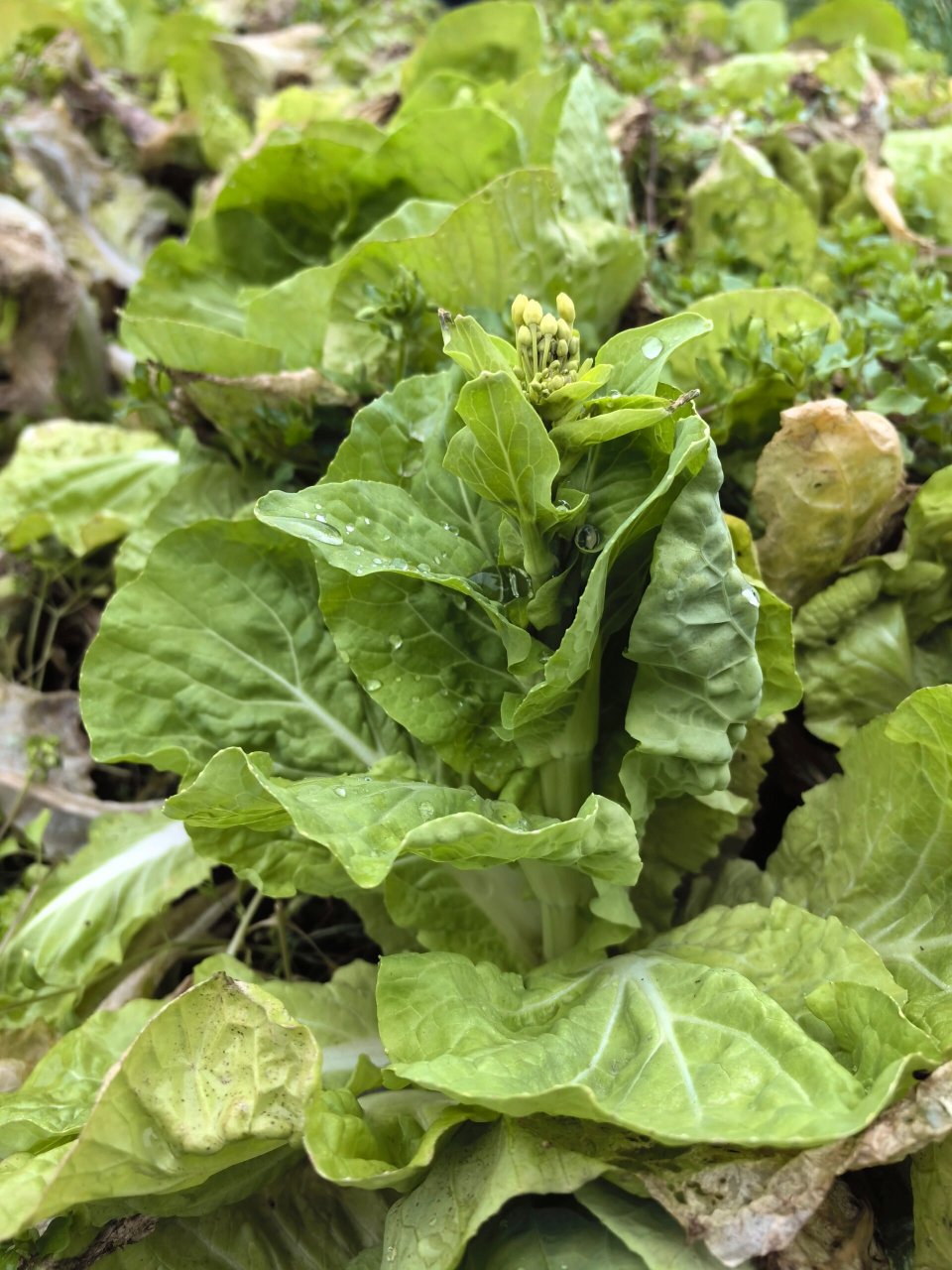 菜苔是什么菜长出来的图片