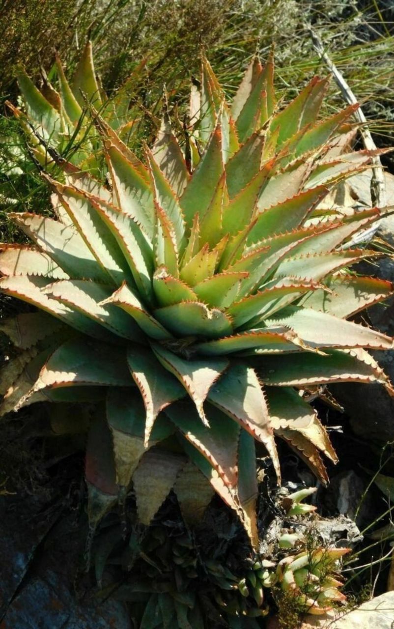 芦荟的图片  芦荟是一种灌木状肉质植物,也称为多浆植物,属于阿福花科