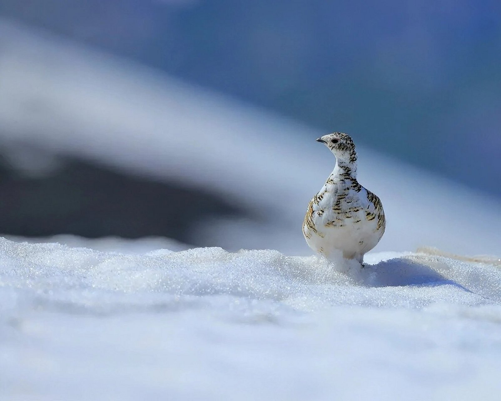 雪山鸟图片